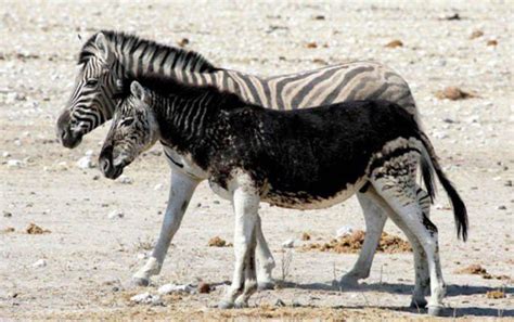 Melanistic zebra : r/RealLifeShinies