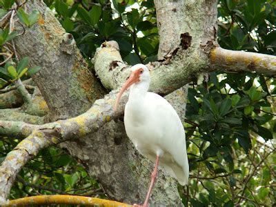 Kayaking Florida: Kayaking Robinson Preserve Bradenton FL