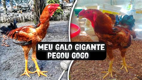 Meu Galo Ndio Gigante Pegou Gogo Melhor Rem Dio Para Gogo Em Galinha