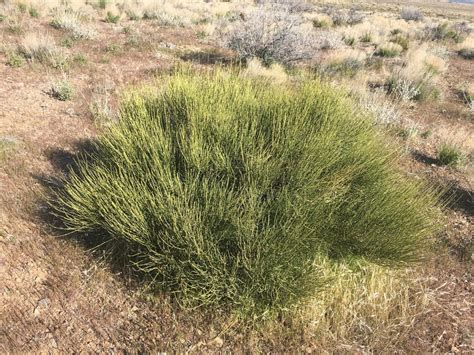 Nevada Ephedra Common Vegetation Species Carson City District Nv