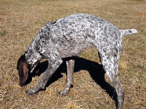 GSP color – Big cedar pointers