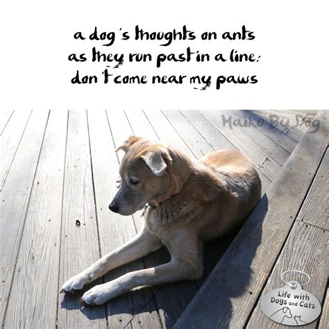 Haiku by Dog: Ants - Life with Dogs and Cats : Life with Dogs and Cats