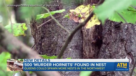 Experts Reveal What Was Inside Murder Hornet Nest Video Dailymotion