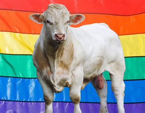 Una campaña para proteger a un toro gay del matadero CromosomaX