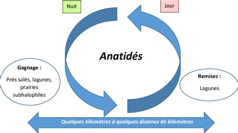 Schématisation de l unité fonctionnelle et de l activité des anatidés