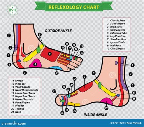 Foot Reflexology Chart Stock Illustration Illustration Of Pedicurist 57611420