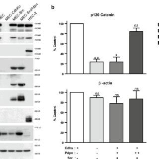 Cadherin Pdpn P Catenin Src Kinase And Actin Expression In