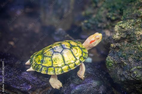 The Closeup Image Of A Albino Red Eared Slider Trachemys Scripta