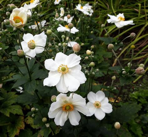 Beautiful White Japanese Anemone Flowers. Stock Image - Image of green, cultivar: 164170543