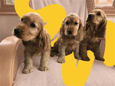 How To Train A Cocker Spaniel Puppy Complete Training Guide