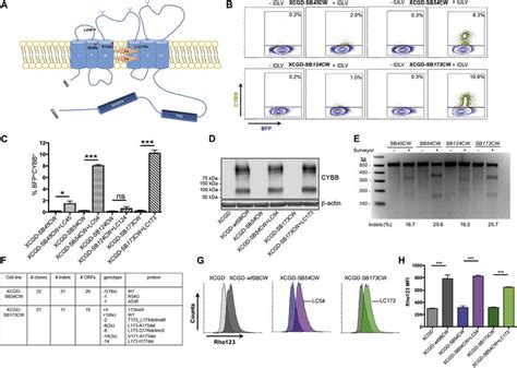 Repair Of CYBB Mutations In XCGD PLB Cells A Schematic Representation