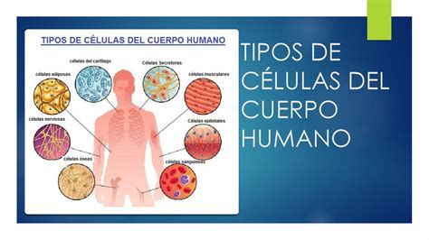 TIPOS DE CELULAS HUMANAS Ppt Descargar