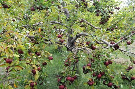 Choosing heritage apple varieties for an edible forest garden - Milkwood: permaculture courses ...