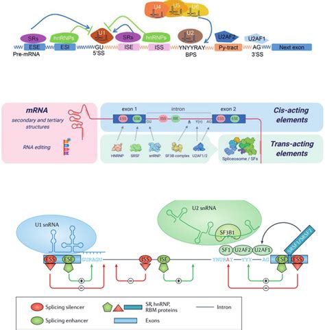 Control of splicing by cis-acting elements and splicing factors [5, 7 ...