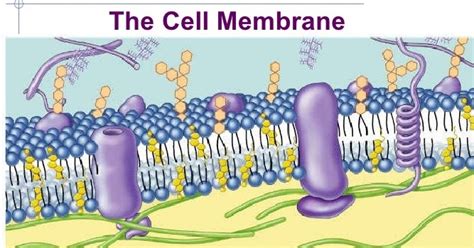 Cell Membrane