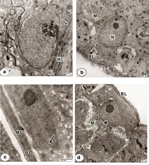 Electron Micrographs Of Boundary Tissues In Testicular Sections From