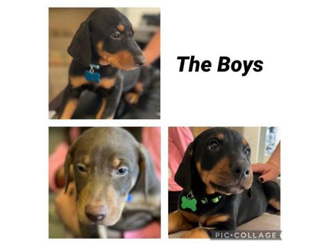 3 males 4 females Doberman puppies for sale Española - Puppies for Sale Near Me