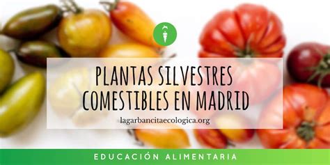 Plantas Silvestres Comestibles En Madrid Primavera I La Garbancita