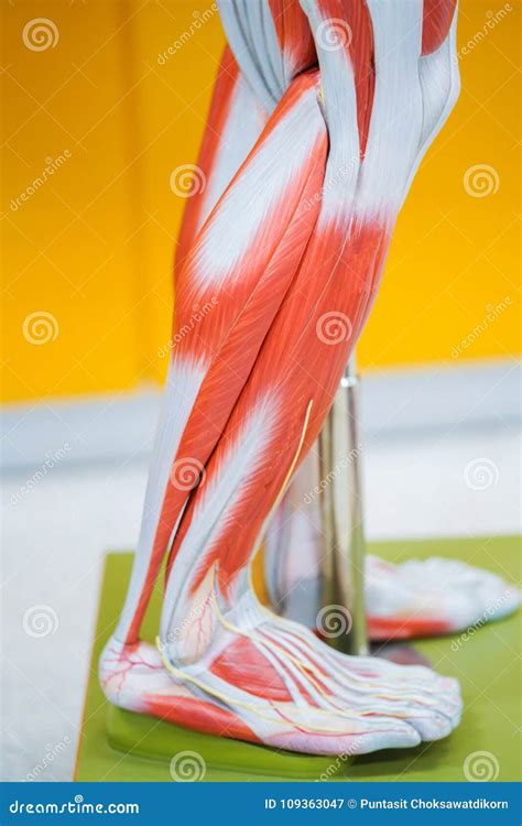 Human calf muscle anatomy stock image. Image of pectoral - 109363047