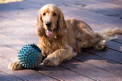 Golden Cocker Spaniels Spaniel Advisor