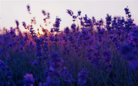 Free Lavender Wallpaper Downloads, [200+] Lavender Wallpapers for FREE ...