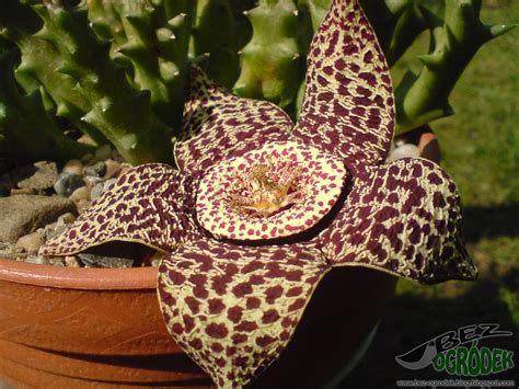 Стапелия Виды Фото И Названия – Telegraph