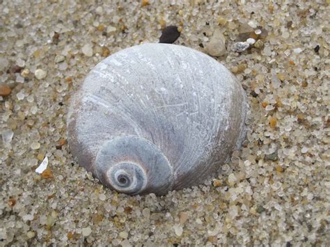 Free picture: marine, snail, shells, shore, sand