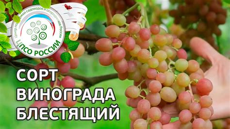 Сорт винограда Блестящий. 🍇 Описание сорта винограда Блестящий. - YouTube
