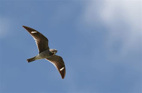 Common Nighthawk Photo Study By Alex Lamoreaux Nemesis Bird