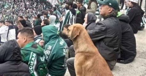 Cachorro Viraliza Ao Assistir Jogo Do Coritiba E é Apelidado De