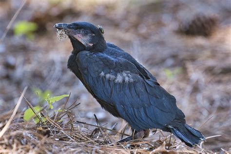 American Crow Fledgling Steve Creek Wildlife Photography