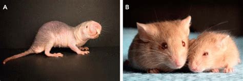 Probing Pedomorphy And Prolonged Lifespan In Naked Mole Rats And Dwarf