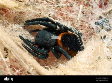 Velvet Spider 988 Hi Res Stock Photography And Images Alamy