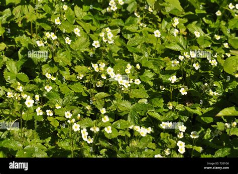 Plantas De Fresa Silvestres Que Crecen Silvestres Fotografías E