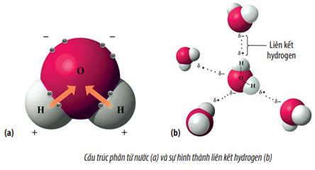 Tính phân cực của nước là do?