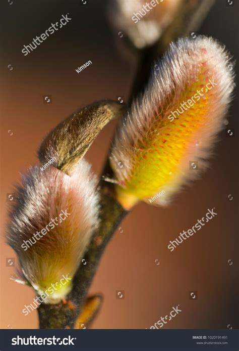 Pussy Willow Pussycat Catkins Classic Beginning Stock Photo 1020191491 Shutterstock