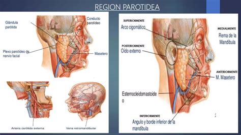 REGIONES PAROTIDEA TEMPORAL FOSA INFRATEMPORAL Pptx