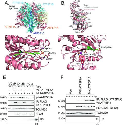 Representation Of The Structure Of The Phosphorylated Form Of The