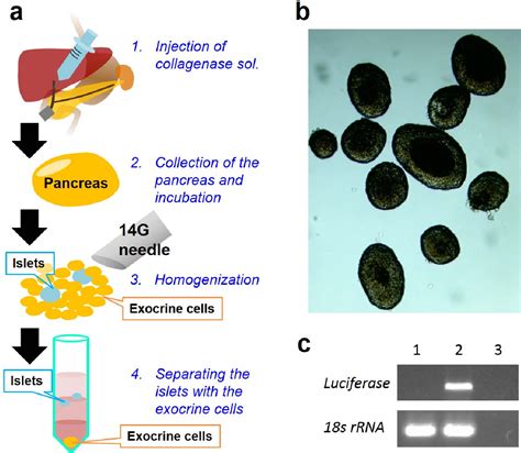 Figure From In Vivo Transgene Expression In The Pancreas By The Intraductal Injection Of Naked