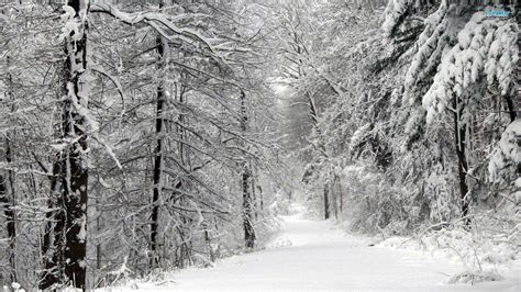 Snowy Forest Wallpapers - Wallpaper Cave