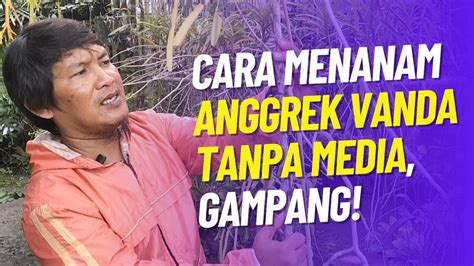 CARA MENANAM ANGGREK VANDA TANPA MEDIA GAMPANG YouTube