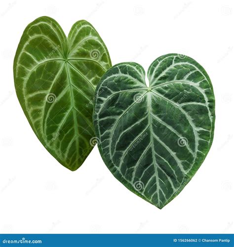 Heart Shaped Green Variegated Leaves Pattern Of Rare Anthurium Plant