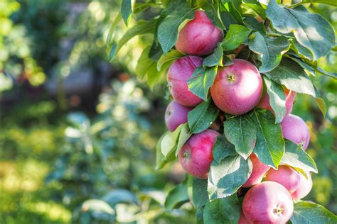 How to Grow Columnar Fruit Trees - Minneopa Orchards