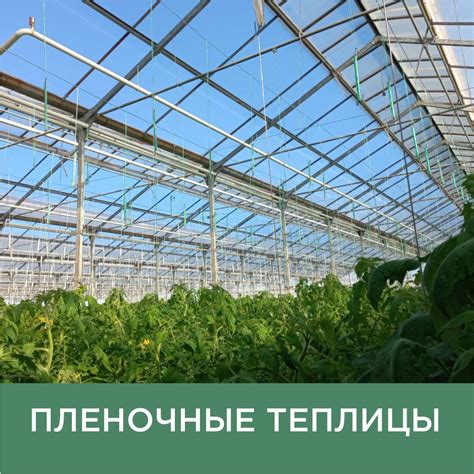 Купить семена оптом от производителя Агросемцентр