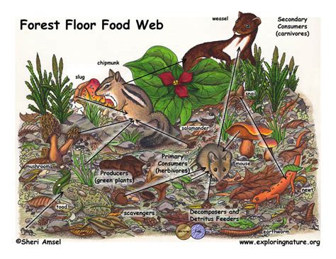 Forest Food Web Examples