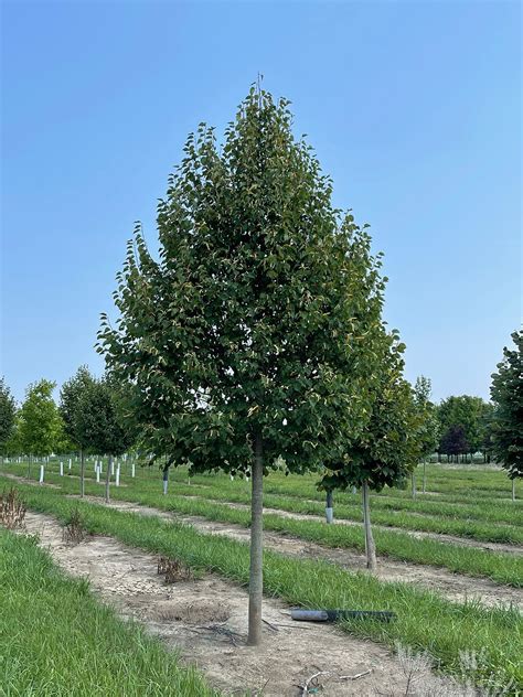 Tilia Cordata Greenspire Linden Browns Nursery