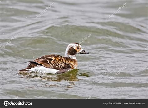 Female Long Tailed Duck Clangula Hyemalis Loafing Water Stock Photo by ...