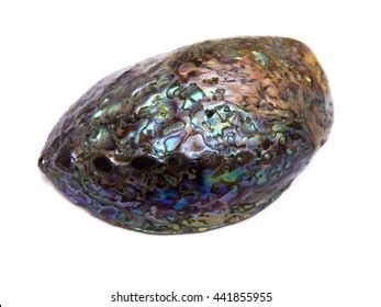 112 Perlemoen Abalone Images Stock Photos Vectors Shutterstock