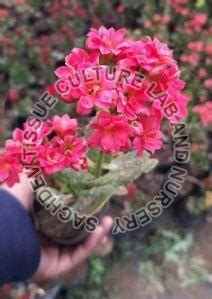 Kalanchoe Plant Get Latest Price Mandi Rates From Dealers Traders