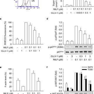 Cllv Suppresses Fmlf Induced Inflammatory Responses In Differentiated